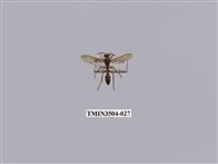 藏品(變側異腹胡蜂)的圖片